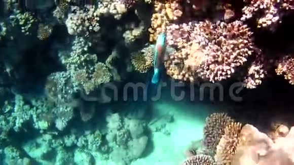 丰富的红海水下世界埃及视频的预览图