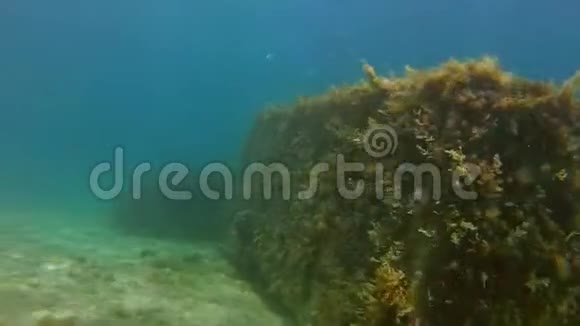 岩石礁上的黑色海绵视频的预览图