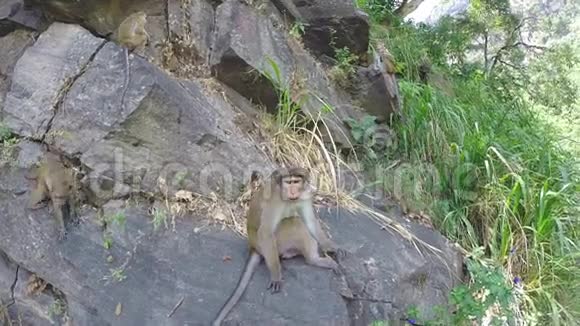 斯里兰卡埃拉的可爱猴子坐在岩石上视频的预览图