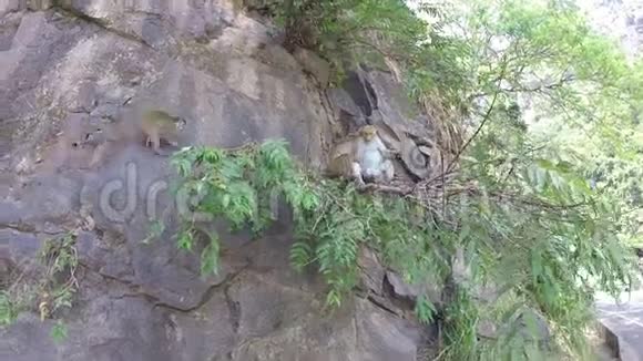 在斯里兰卡埃拉岛可爱的猴子在岩石上视频的预览图