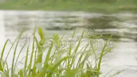 绿草如茵风过水背景视频的预览图