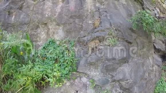 在斯里兰卡埃拉岛可爱的猴子在岩石上视频的预览图