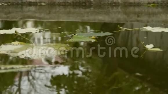 树叶漂浮在水面上树木倒映在水池里荡漾着像镜子视频的预览图