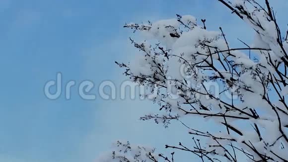 树上的雪帽顶在蓝天上视频的预览图