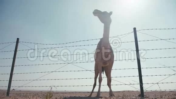 骆驼在旷野嚼刺抬头看视频的预览图