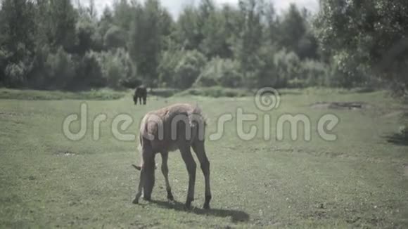 牛栏里的牛马在畜栏里吃草牧马是牧场视频的预览图