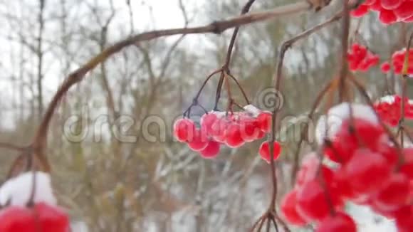 一束红色的振动浆果在前景上覆盖着雪在其他浆果的背景下视频的预览图