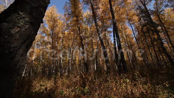 秋天的树林视频的预览图
