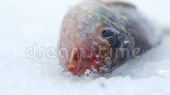 躺在冰上的活鱼移动鳃和嘴特写视频的预览图