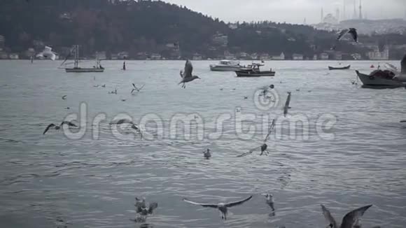海和飞翔的海鸥慢动作视频的预览图