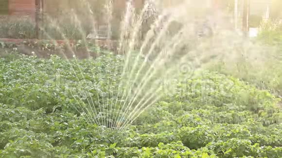 马铃薯床浇水喷水喷头在农场工作有机天然马铃薯丛视频的预览图