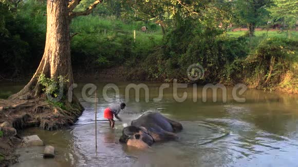 在游泳池里大象被管理员清洗视频的预览图