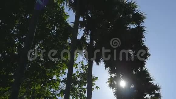 阳光透过棕榈树照耀风摇掌树慢动作视频的预览图