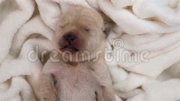 睡在白色毯子上的拉布拉多小狗视频的预览图