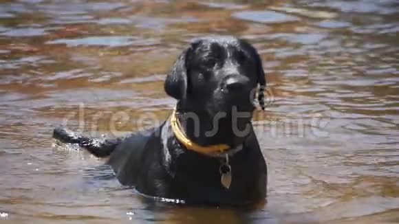 大黑狗在河里玩耍和游泳慢动作视频的预览图