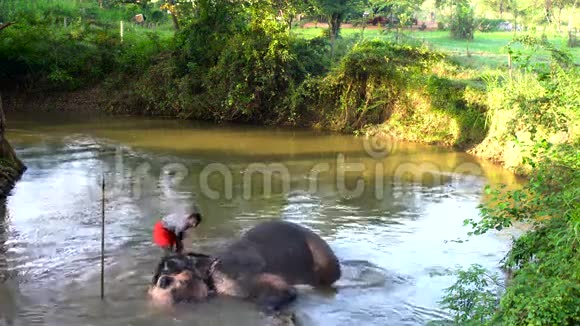在游泳池里大象被管理员清洗视频的预览图