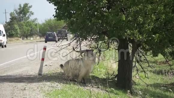 大公绵羊站在后蹄上吃的树的叶子慢动作视频的预览图