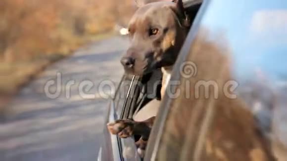 有趣的狗在车窗外张望视频的预览图