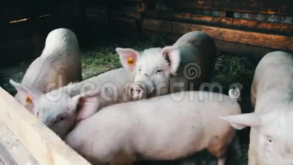 猪仔走在稻草上猪场上耳朵上贴着标签视频的预览图