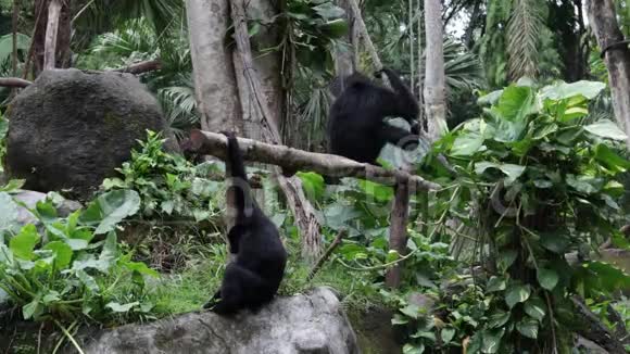 印度尼西亚首都巴厘岛的动物园里的黑猴子视频的预览图