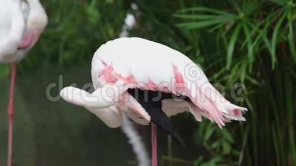 粉红色和白色火烈鸟在花园里清理羽毛视频的预览图