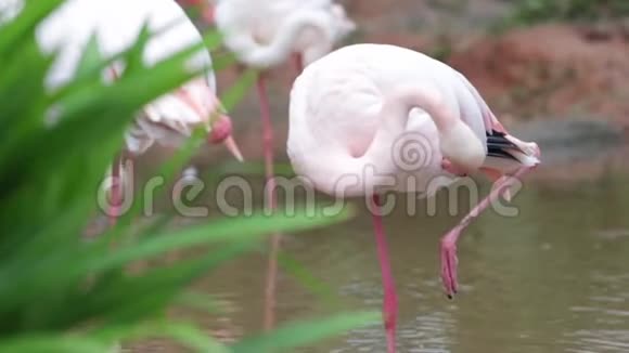 粉红色和白色火烈鸟在花园里清理羽毛视频的预览图