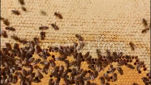 蜜蜂蜂蜜幼虫和茧蜂蜜滴动视频的预览图