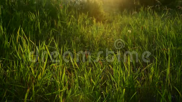 日落时背光的美丽草地俄罗斯视频的预览图