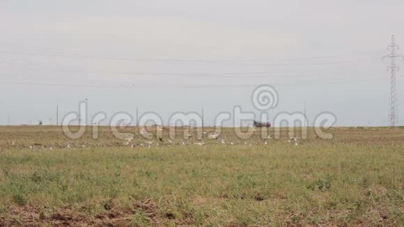 农业拖拉机的侧视耕田播种鸟儿在田野上飞落视频的预览图
