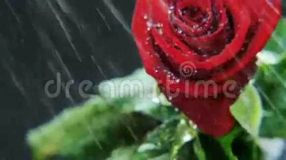 红玫瑰在大雨中旋转视频的预览图