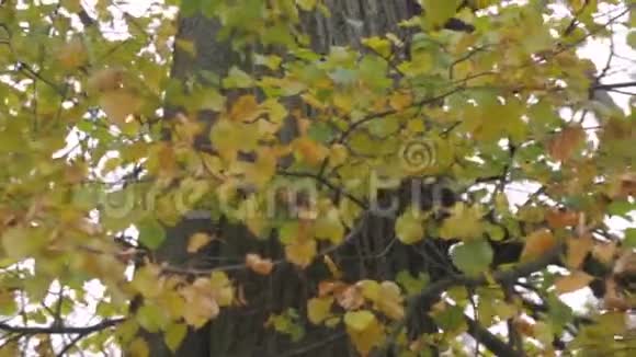 黄叶簌簌作响太阳和黄色的叶子明黄秋叶的枫树背景上的天空视频的预览图