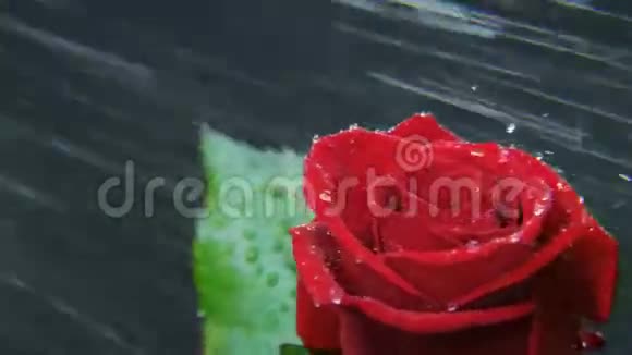 红玫瑰在大雨中旋转视频的预览图