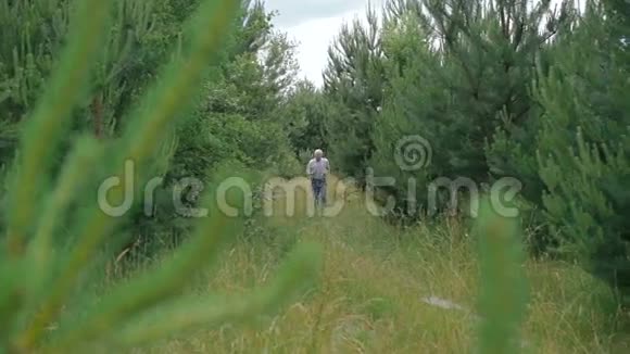 老人在针叶林的大自然中慢跑视频的预览图