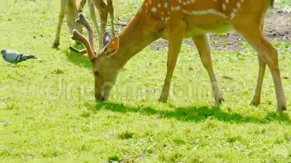 白尾鹿在草地上放牧大自然视频的预览图