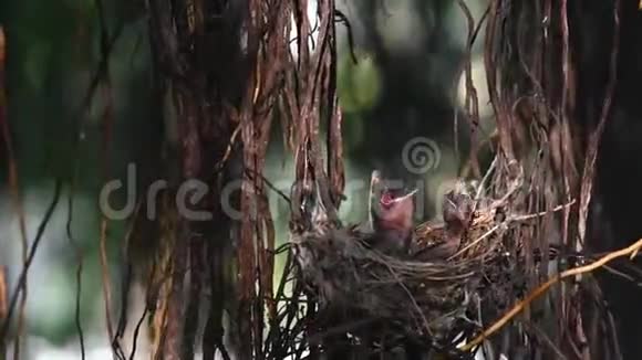 鸟巢中出现的雀形目和婴儿视频的预览图