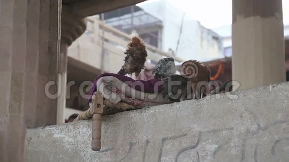 在瓦拉纳西小鸡站在建筑墙上的盖子上视频的预览图