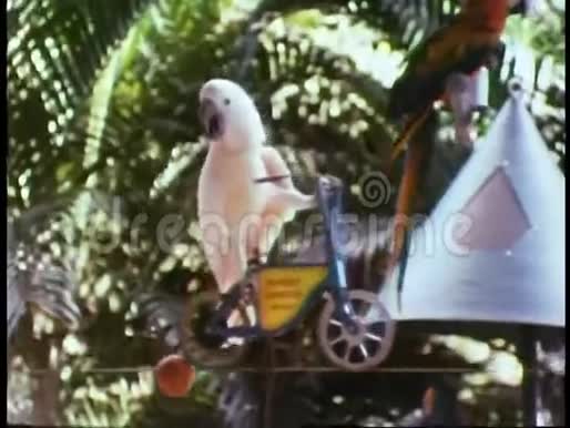 骑着紧绳骑着微型自行车的鹦鹉视频的预览图