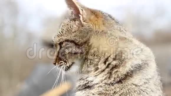 条纹猫的肖像视频的预览图
