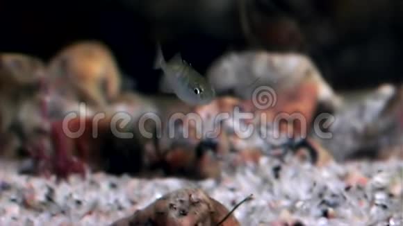 白海海底水下鱼类的独特生命视频的预览图