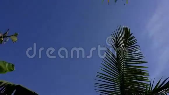 热带树顶天空和阳光视频的预览图