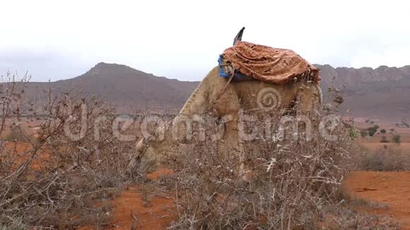 骆驼在沙漠中吃干草视频的预览图