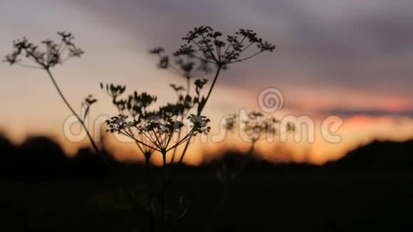 在蓝天和日落前植物轻轻地移动着长长的草地的轮廓视频的预览图