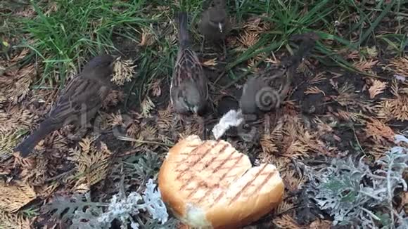 麻雀在地上吃面包一群饥饿的麻雀在户外吃面包视频的预览图