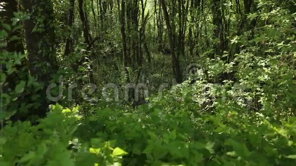 树和沼泽娃娃射击视频的预览图