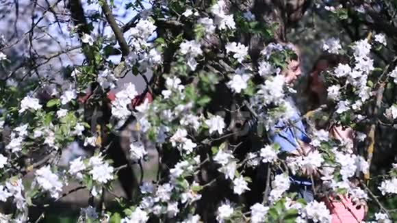 这对情侣在樱花盛开的樱花园里发现了自己的隐私英俊的年轻人视频的预览图