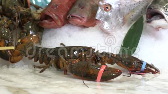 大的龙虾放在黑色的背景上撒上番茄和生菜视频的预览图