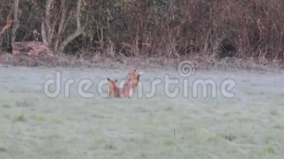 两只红狐狸在霜冻中玩耍在田野里视频的预览图