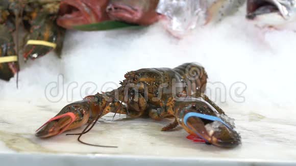 大的龙虾放在黑色的背景上撒上番茄和生菜视频的预览图