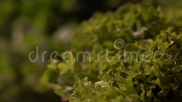 在大雨中加入慢动作新鲜美味的沙拉视频的预览图