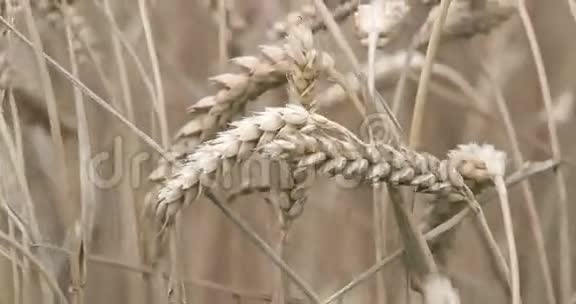 草地上的麦粒作物视频的预览图